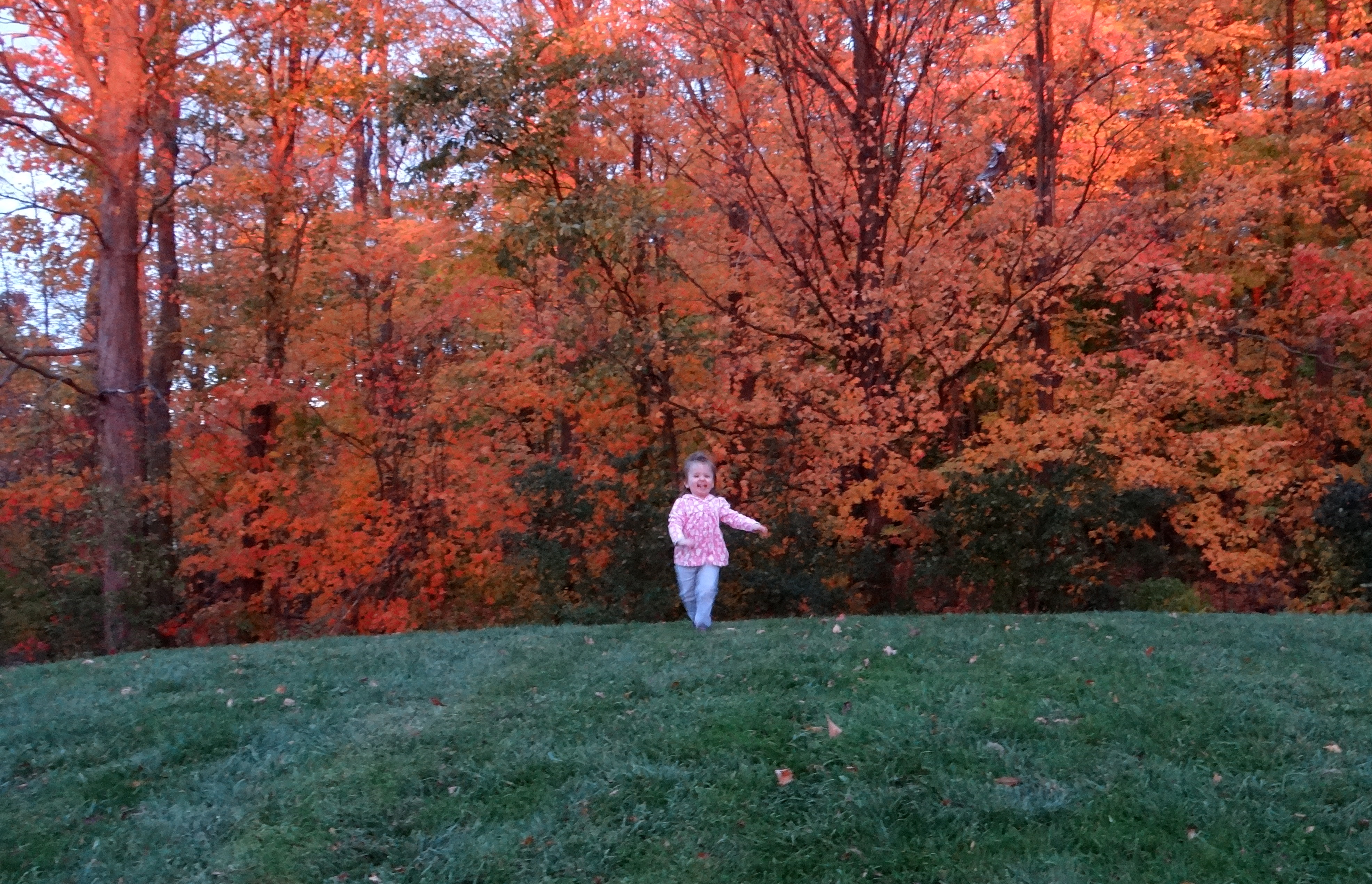 Peachy running at the park