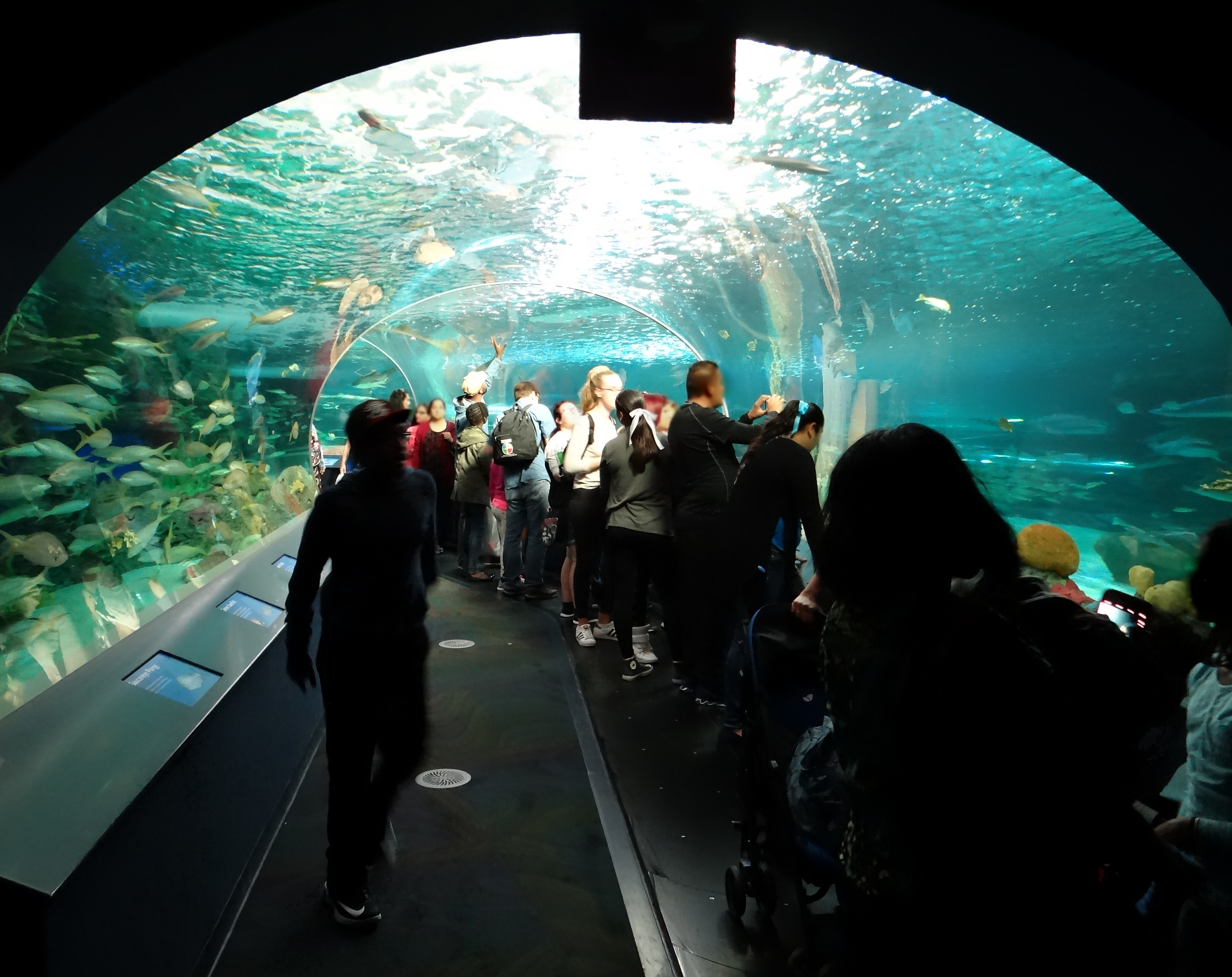 Underwater viewing tunnel exhibit at Ripley's Aquarium in Toronto