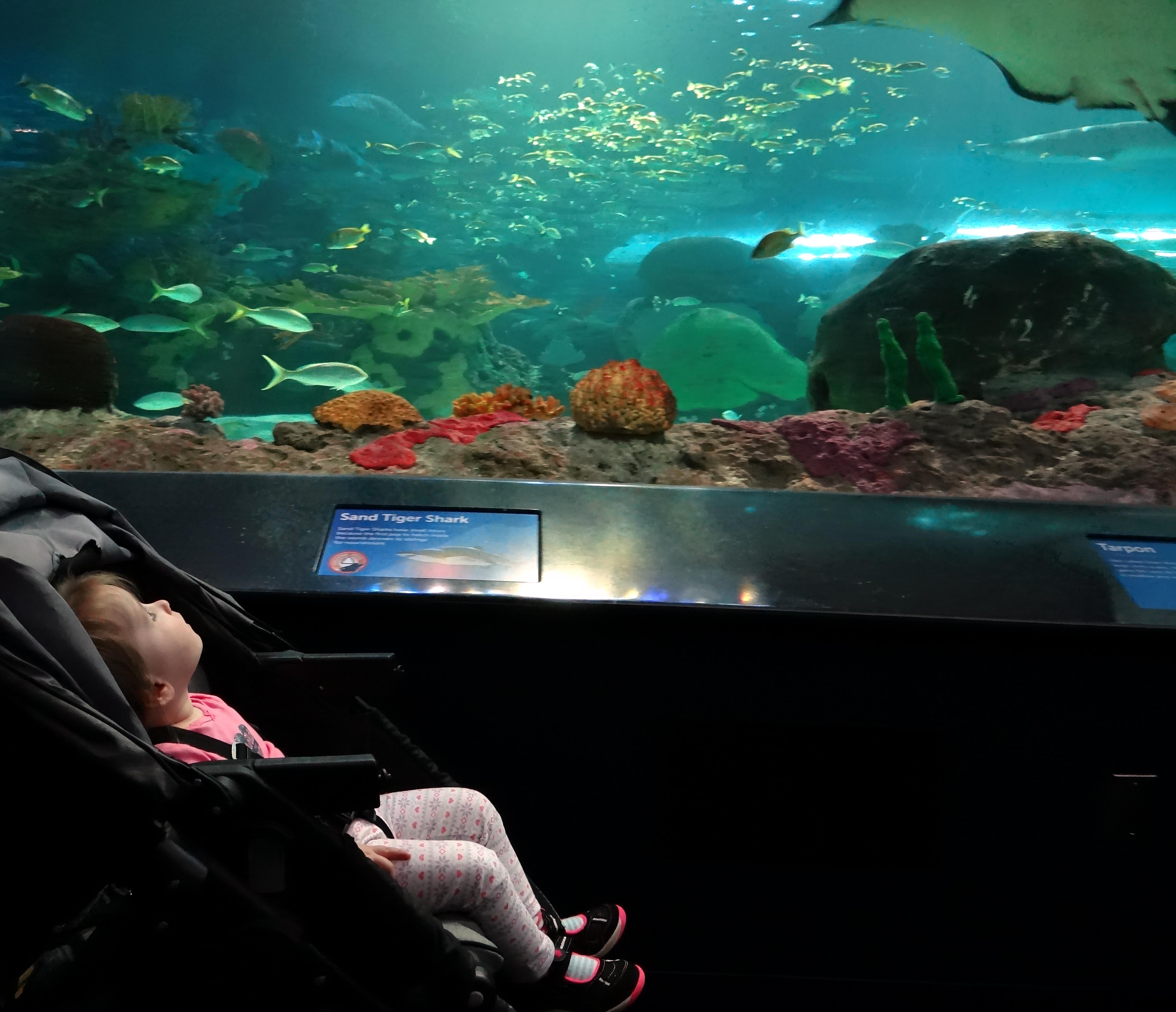 Toddler inside the underwater viewing tunnel exhibit at Ripley's Aquarium in Toronto